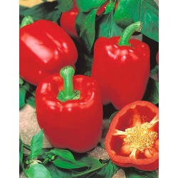 Pepper "Jolanta" - medium early variety producing large, red, juicy fruit