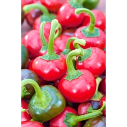 Пипер "Корал" - изключително горещ сорт, произвеждащ кръгли плодове с декоративна стойност - 24 семена - Capsicum L.