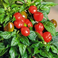 Pepper "Peppino F1" - hot variety for cultivation in pots - 10 seeds