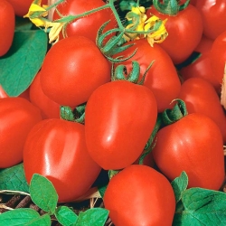 الحقل ، الطماطم القزمة "فرودو" - Lycopersicon esculentum Mill  - ابذرة