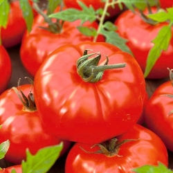 Tomaatti – Giant - Lycopersicon esculentum Mill  - siemenet