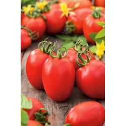 Tomate Semințe Kmicice - Lycopersicon esculentum - 500 de semințe - Solanum lycopersicum 