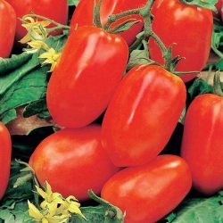トマト「ピカドール」 - 畑、梨型、非常に多肉植物 - Lycopersicon esculentum - シーズ