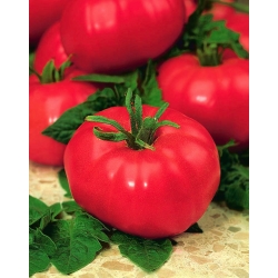 Cà chua "Preze" - cánh đồng, quả mâm xôi, nhiều loại ngon - Lycopersicon esculentum Mill  - hạt