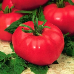 Tomat "Prezes" - bidang, raspberry, berbagai lezat - Lycopersicon esculentum Mill  - biji