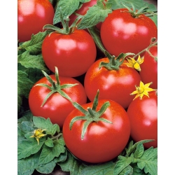 Tomate - Penduline Tits F1 - Lycopersicon esculentum  - sementes
