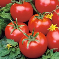 Tomat "Remiz F1" - pentru cultivarea serelor și sub acoperire - Lycopersicon esculentum  - semințe