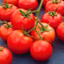 Tomat "Rumba Ozarowska" - varietas awal lapangan pematangan - Lycopersicon esculentum Mill  - biji