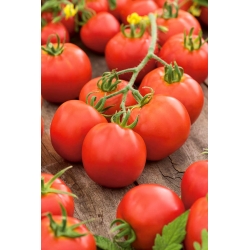 Tomato "Check" - field variety producing regularly shaped fruit