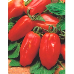 BIO - Tomat rumah kaca "Marzano 2" - benih organik bersertifikat - 225 biji - Lycopersicum esculentum 