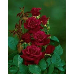 Veľkokveté ruže - karmínovo - kvetinové sadenice - 