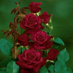 Mawar besar berbunga - merah jambu - anak pokok pasu - 