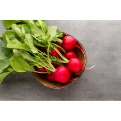 Radish "Cherry Belle  " - red, very early variety - 100 g