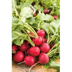 Radish 'Tytania' - early variety, recommended particularly for spring and autumn cultures under covers