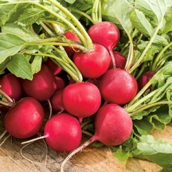 Radish 'Tytania' - early variety, recommended particularly for spring and autumn cultures under covers