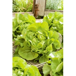 Butterhead salad "Voorburg Wonder" - pelbagai warna hijau muda, sederhana lewat - Lactuca sativa L. var. Capitata - benih