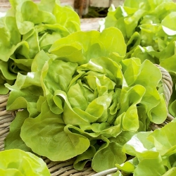 Butterhead salad "Voorburg Wonder" - pelbagai warna hijau muda, sederhana lewat - Lactuca sativa L. var. Capitata - benih