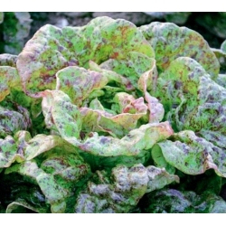 Butterhead salad "Sanguine Ameliore" - 900 biji - Lactuca sativa L. var. Capitata - benih