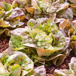 Butterhead salad "Sanguine Ameliore" - 900 biji - Lactuca sativa L. var. Capitata - benih