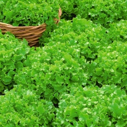 Зелена храстова салата "Салата Бовл" - 945 семена - Lactuca sativa var. foliosa 