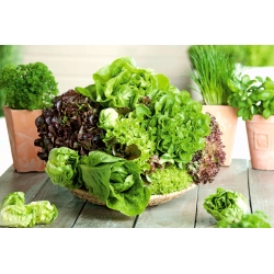 Kerti saláta - színkeverék - 250 magok - Lectuca sativa