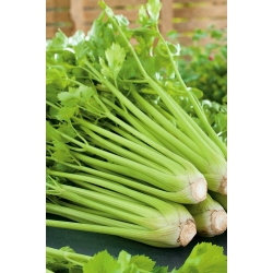 Celery "Plein Blanc Pascal" - vividly green, best for soups - 2600 seeds