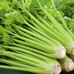 Celery "Plein Blanc Pascal" - vividly green, best for soups - 2600 seeds