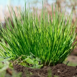 Цибуля-лук "Середній лист" - сертифіковані органічні насіння - 