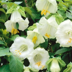 Cup and Saucer Vine seed - Cobaea scandens - 6 hạt