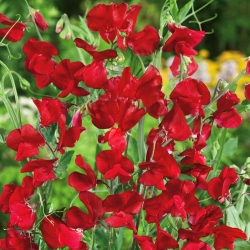 Guisante de olor - rojo - 36 semillas - Lathyrus odoratus