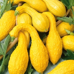 Жовті насіння Кроконек Сквош - Cucurbita pepo - 15 насіння