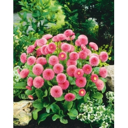 الوردي ديزي الإنجليزية البذور - بيليس بيرنس - 690 البذور - Bellis perennis - ابذرة