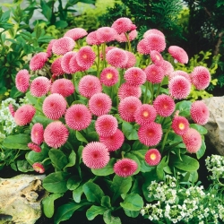 Margarida - Pompom - rosa - 690 sementes - Bellis perennis