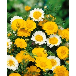 Buah campuran Daisy Crown - Chrysanthemum coronarium - 550 biji - Glebionis coronaria - benih