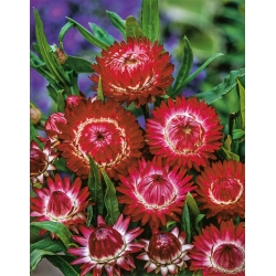 Garten-Strohblume  Rote - Helichrysum bracteatum
