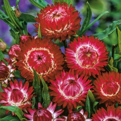 Darželinis šlamutis - raudonas - 1250 sėklos - Xerochrysum bracteatum