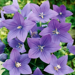 Bunga belon biru; Bellflower Cina, platycodon - 220 biji - Platycodon grandiflorus - benih