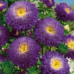 Темно-фиолетовая китайская астра "Принцесса" - 500 семян - Callistephus chinensis - семена