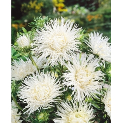 白い針の花びらの中国のアスター、年次アスター -  500種子 - Callistephus chinensis  - シーズ