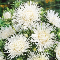 Callistephus chinensis - 500 semillas - blanco