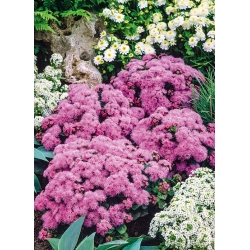 Rožinė flossflower, - 3500 sėklų - Ageratum houstonianum - sėklos