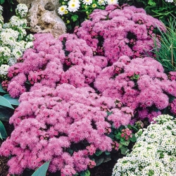 Pink flossflower, - 3500 frø - Ageratum houstonianum