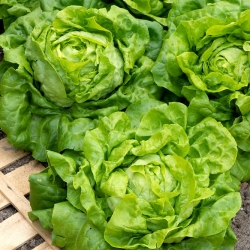 Salat Hode - Michalina - grønn - 850 frø - Lactuca sativa L. var. capitata