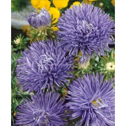 Blue needle petal china aster, Annual aster - 500 seeds