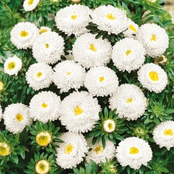 Aster blanco con flores de pompones - 500 semillas - Callistephus chinensis