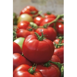 Tomato "Hardy"- 온실 및 덮개 재배를 위해 크고 내구성있는 과일을 생산합니다. - Lycopersicon esculentum  - 씨앗