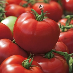 Tomato "Hardy"- 온실 및 덮개 재배를 위해 크고 내구성있는 과일을 생산합니다. - Lycopersicon esculentum  - 씨앗