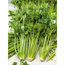 Cellery "Verde Pascal" - frunze groase, gustoase, verzi verzi - 2600 de semințe - Apium graveolens