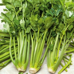Bunny "Verde Pascal" - husté, chutné, svetlo zelené listy - 2600 semien - Apium graveolens - semená
