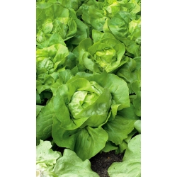 Butterhead lettuce "Panter" - medium early variety - 900 seeds